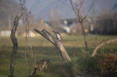 ucelli in volo in un capanno osservazione
