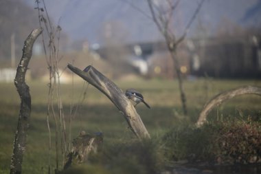 ucelli in volo in un capanno osservazione