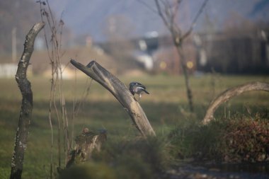 ucelli in volo in un capanno osservazione