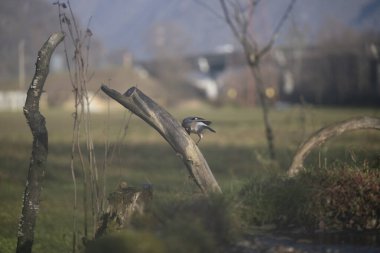 ucelli in volo in un capanno osservazione
