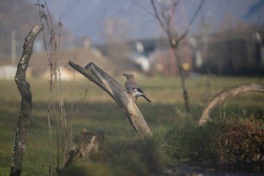 ucelli in volo al capanno di osservazione avifauna
