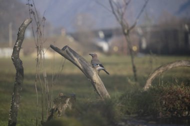 ucelli in volo al capanno di osservazione avifauna