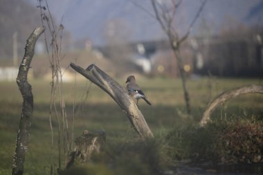 ucelli in volo al capanno di osservazione avifauna