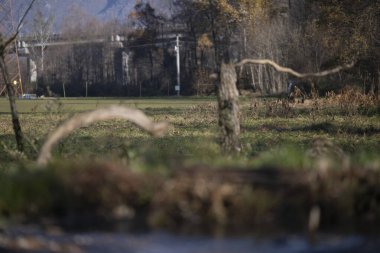 ucelli in volo al capanno di osservazione avifauna