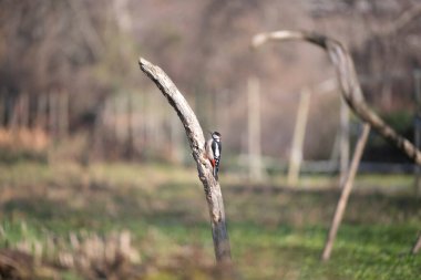 ucelli in volo al capanno di osservazione avifauna