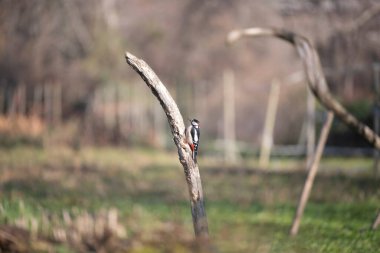 ucelli in volo al capanno di osservazione avifauna