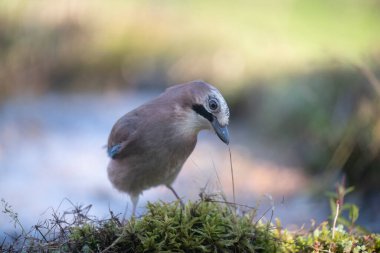ucelli in volo al capanno di osservazione avifauna