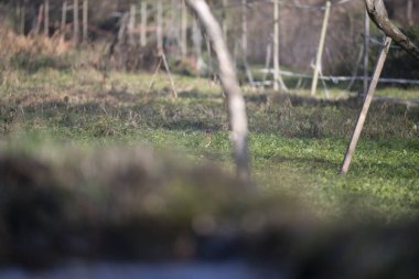 ucelli in volo al capanno di osservazione avifauna