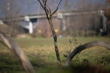ucelli in volo al capanno di osservazione avifauna
