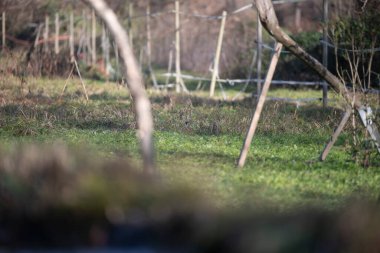 ucelli in volo al capanno di osservazione avifauna