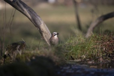 ucelli in volo al capanno di osservazione avifauna
