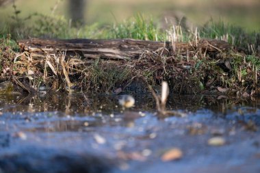 ucelli in volo al capanno di osservazione avifauna