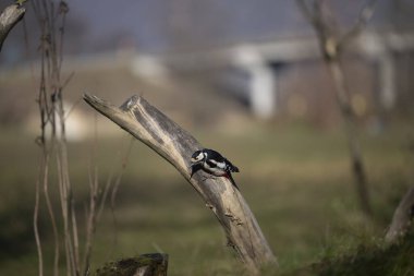ucelli in volo in capanno su un posatoio