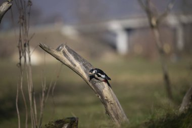 ucelli in volo in capanno su un posatoio