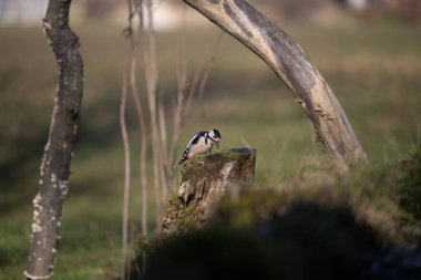 ucelli in volo in capanno su un posatoio