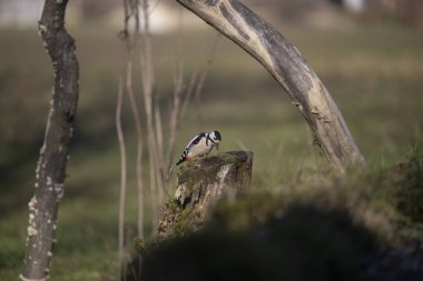 ucelli in volo in capanno su un posatoio