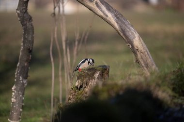 ucelli in volo in capanno su un posatoio
