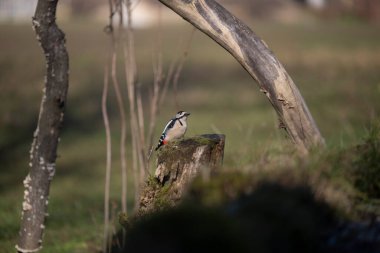 ucelli in volo in capanno su un posatoio