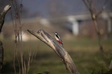 ucelli in volo in capanno su un posatoio