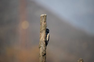 ucelli in volo in capanno su un posatoio