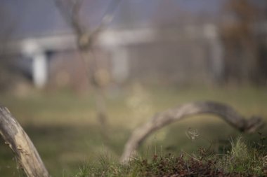 uccelli su un posatoio durante una battuta fotografica in capanno di osservazione