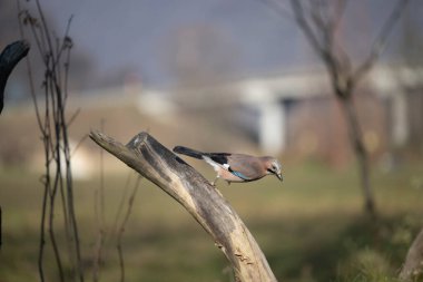 uccelli su un posatoio durante una battuta fotografica in capanno di osservazione
