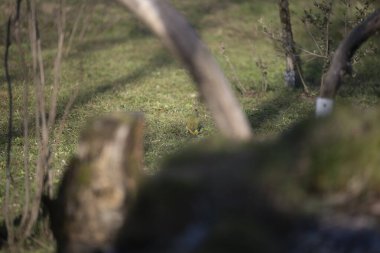 uccelli su un posatoio durante una battuta fotografica in capanno di osservazione