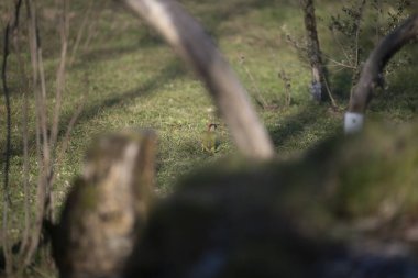 uccelli su un posatoio durante una battuta fotografica in capanno di osservazione