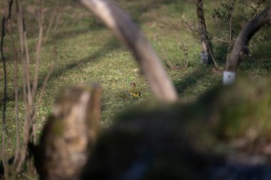 uccelli su un posatoio durante una battuta fotografica in capanno di osservazione