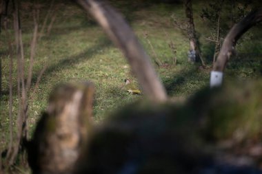 uccelli su un posatoio durante una battuta fotografica in capanno di osservazione