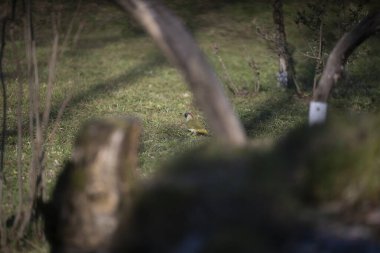 uccelli su un posatoio durante una battuta fotografica in capanno di osservazione