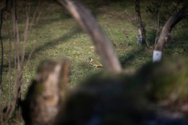 uccelli su un posatoio durante una battuta fotografica in capanno di osservazione
