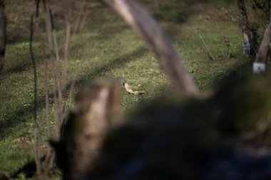 uccelli su un posatoio durante una battuta fotografica in capanno di osservazione
