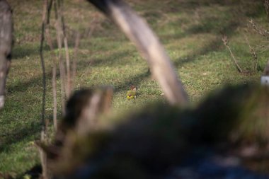 uccelli su un posatoio durante una battuta fotografica in capanno di osservazione