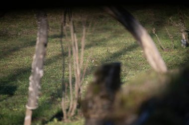 uccelli su un posatoio durante una battuta fotografica in capanno di osservazione