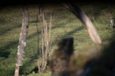 uccelli su un posatoio durante una battuta fotografica in capanno di osservazione