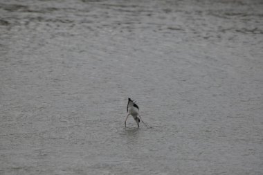 Ormandaki bir ağacın yakın çekimi.