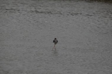 Ormandaki bir ağacın yakın çekimi.