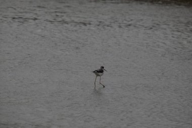 Ormandaki bir ağacın yakın çekimi.