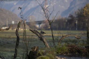 foto di vari uccellini ripresi da un capanno in Italia varie specie