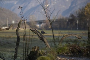foto di vari uccellini ripresi da un capanno in Italia varie specie