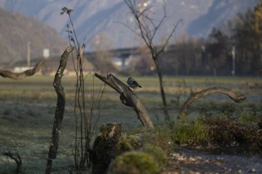 foto di vari uccellini ripresi da un capanno in Italia varie specie
