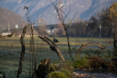 foto di vari uccellini ripresi da un capanno in Italia varie specie