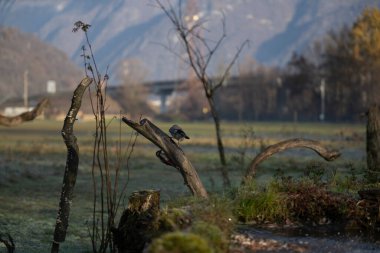 foto di vari uccellini ripresi da un capanno in Italia varie specie