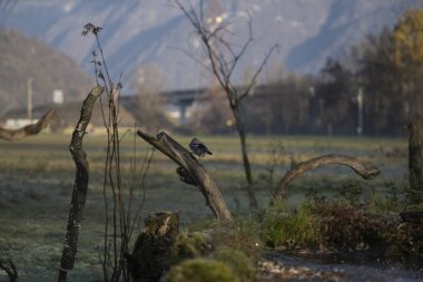 foto di vari uccellini ripresi da un capanno in Italia varie specie