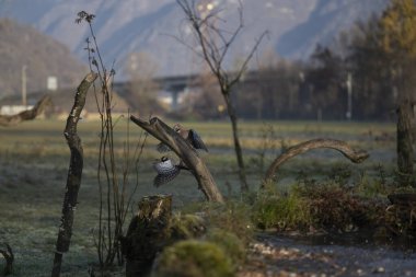 foto di vari uccellini ripresi da un capanno in Italia varie specie