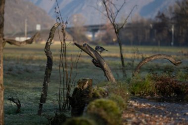 foto di vari uccellini ripresi da un capanno in Italia varie specie
