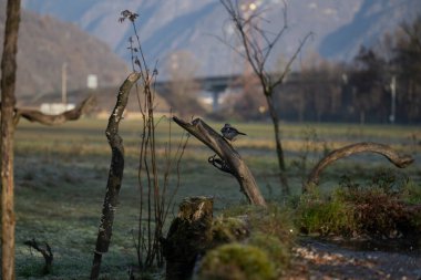 foto di vari uccellini ripresi da un capanno in Italia varie specie