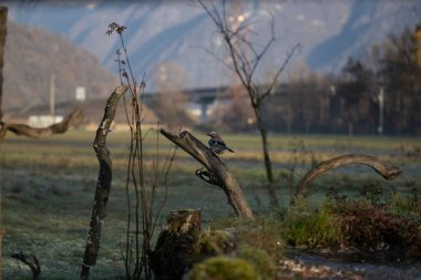 foto di vari uccellini ripresi da un capanno in Italia varie specie