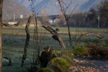 foto di vari uccellini ripresi da un capanno in Italia varie specie